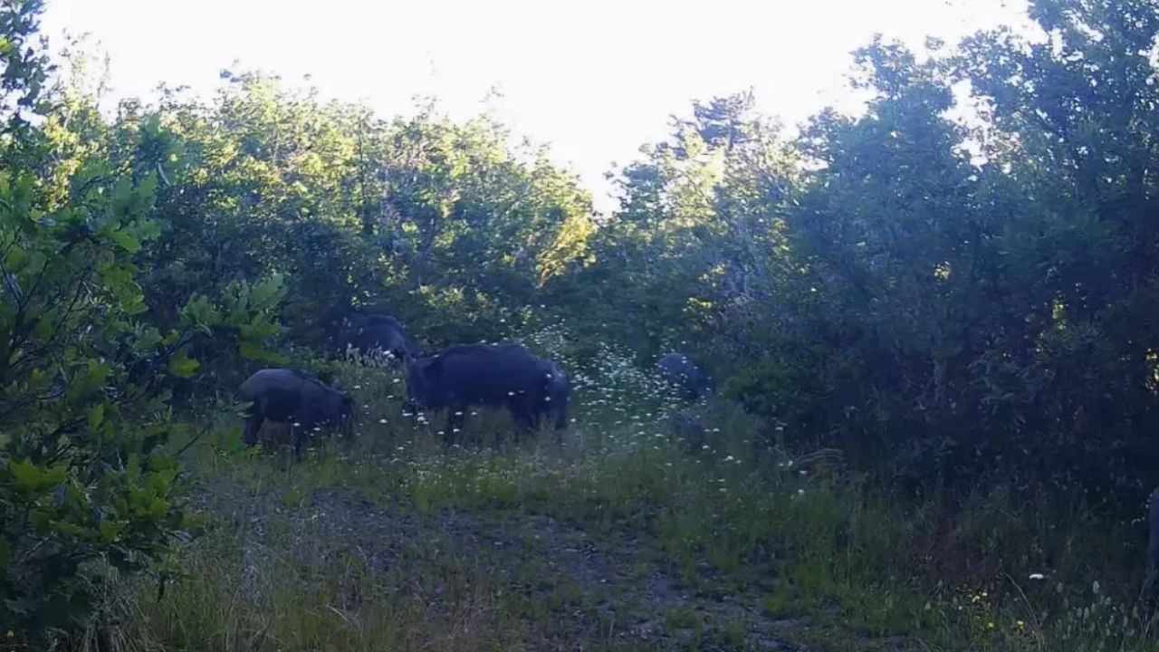 Kastamonu’nun zengin yaban hayatı fotokapana yansıdı