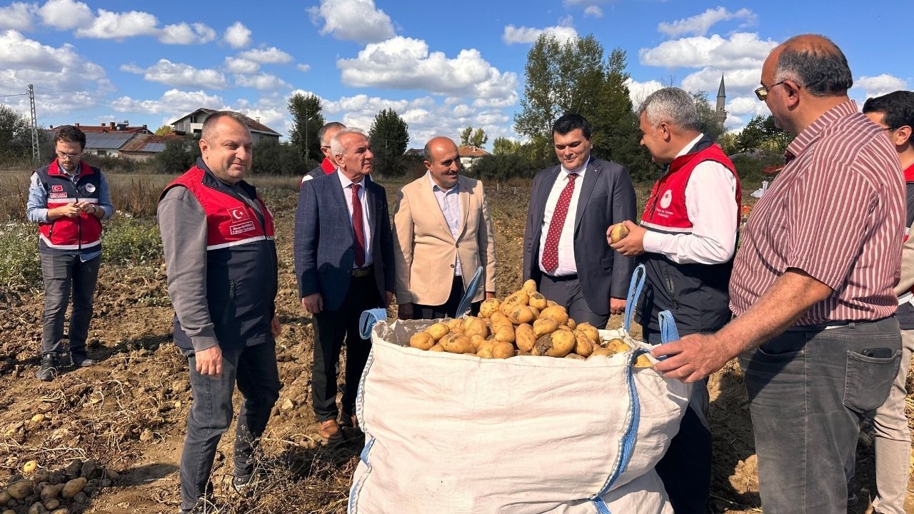 Devrekani'de patates hasadı: Üreticiler tarlada buluştu!
