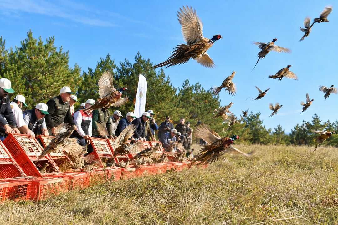 Kastamonu’da sülünler doğayla buluştu