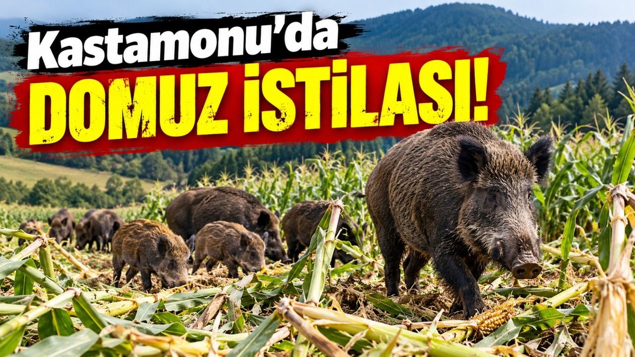 Kastamonu’da domuz istilası!
