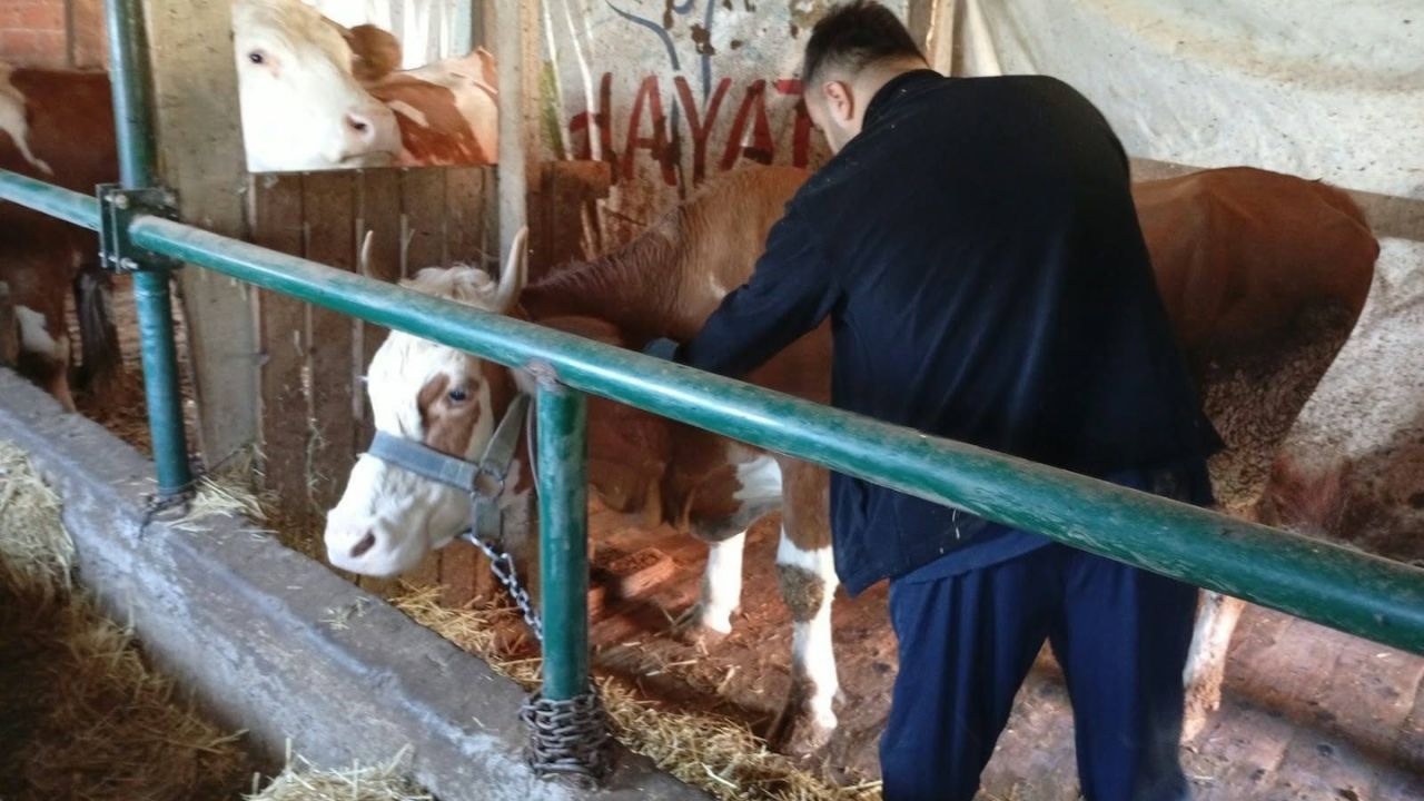 Kastamonu'da şap aşılama süreçleri devam ediyor