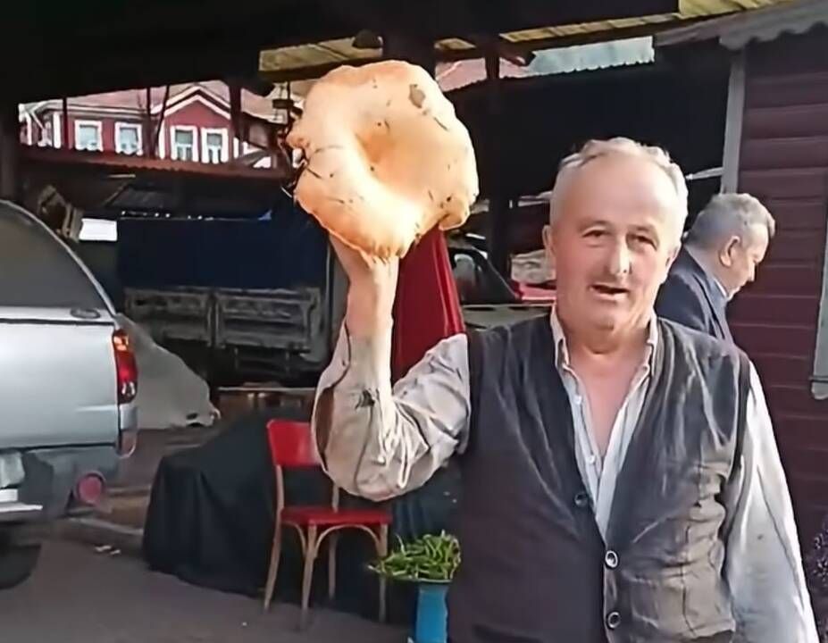 Kastamonu’da dev kanlıca mantarı görenleri şaşırtıyor!