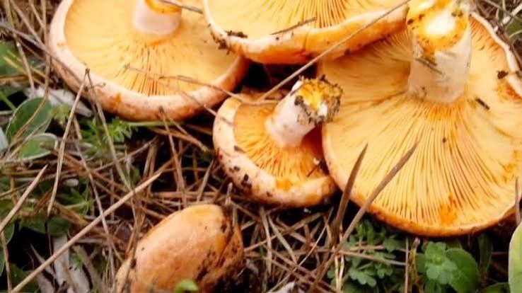 Kanlıca mantarı zehirli mi: Tüketirken nelere dikkat edilmeli?