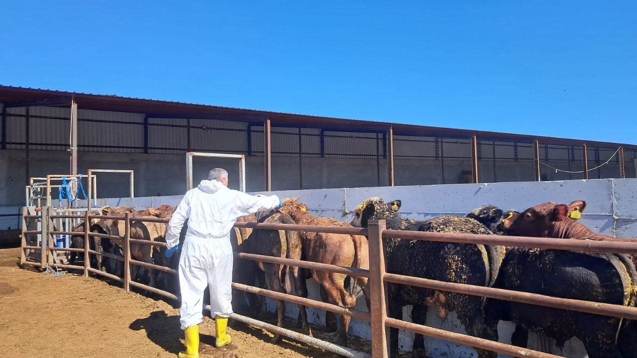 Kastamonu İl Tarım hayvanların sağlık kontrollerine devam ediyor