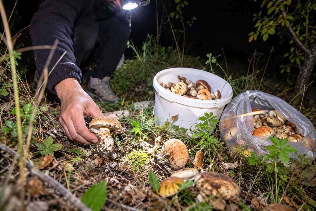 Kastamonulular kendini durduramıyor