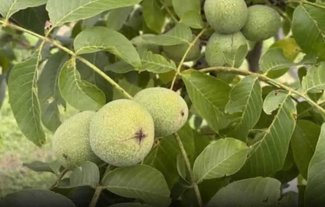 Kastamonu’nun toprağı bereket saçıyor!