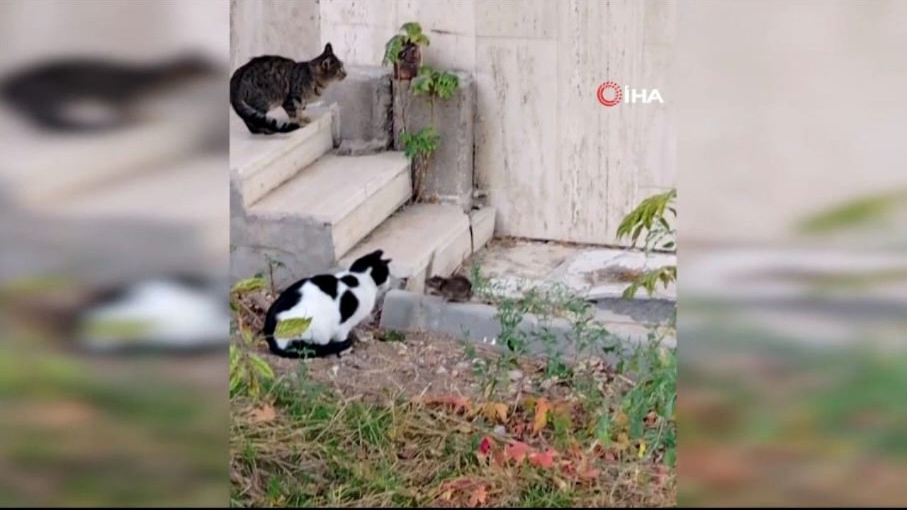 Şarkı gerçek oldu: Kedi fareden korktu!