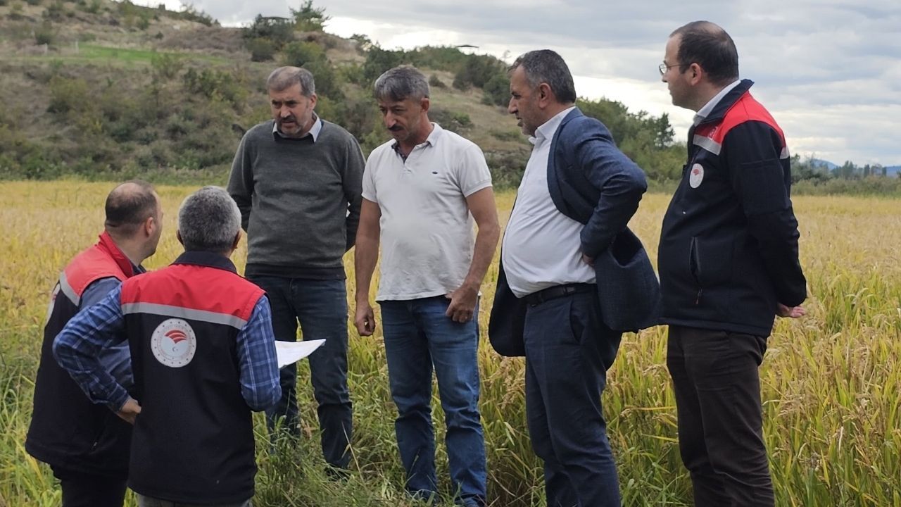 Tosya'da çeltik üreticilerine sıkı denetim!
