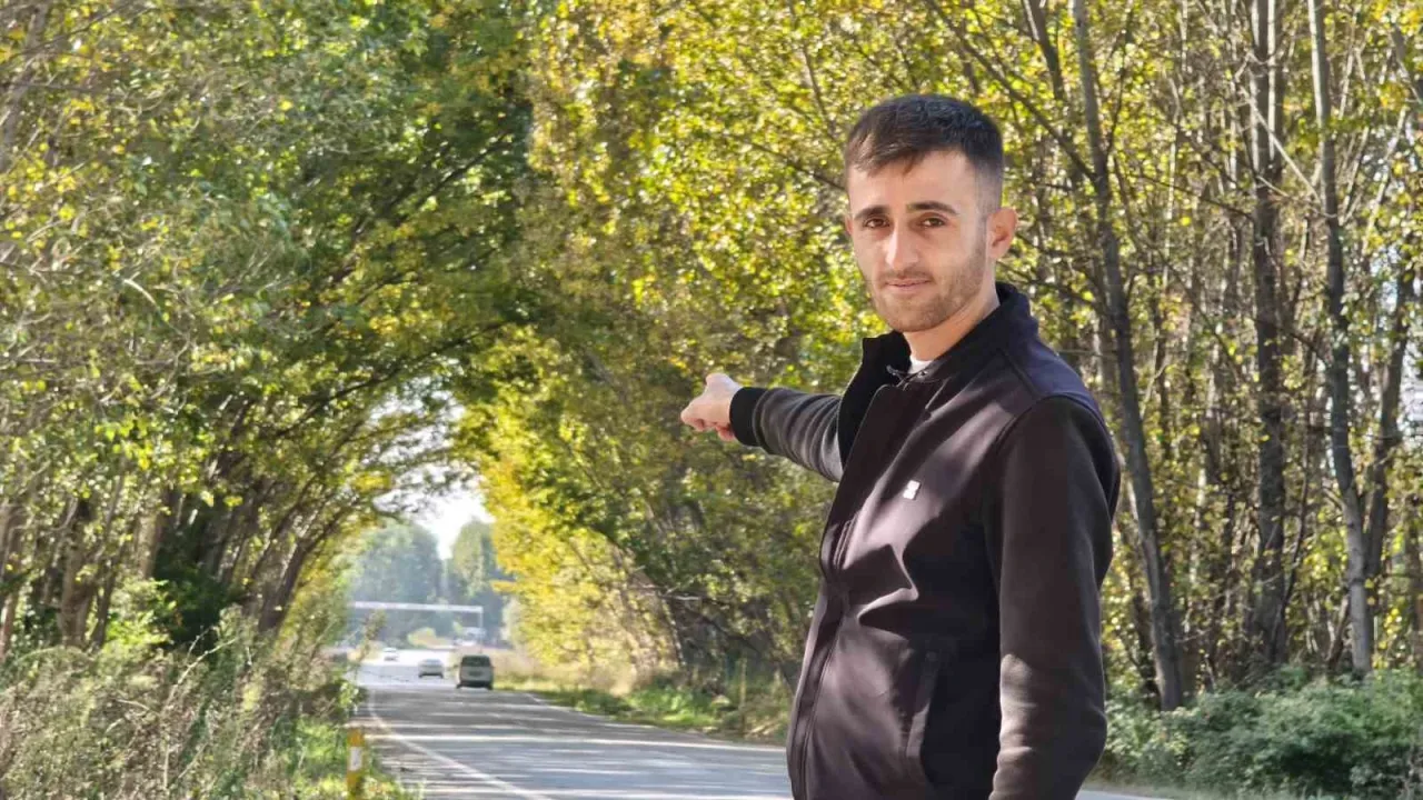 Kavak ağaçlarından sonbahar tüneli