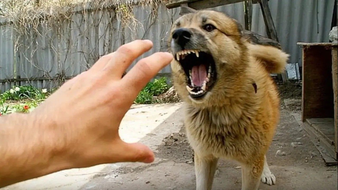 İnebolu’da başıboş köpek dehşeti