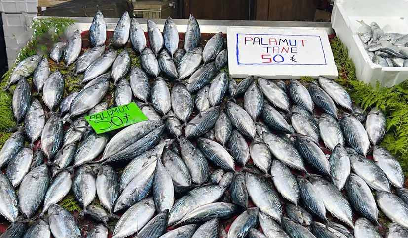 Kastamonu kıyılarında bereketli günler: 1 kiloluk palamut 50 lira!
