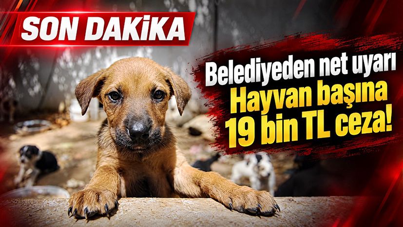 Belediyeden net uyarı: Hayvan başına 19 bin TL ceza!