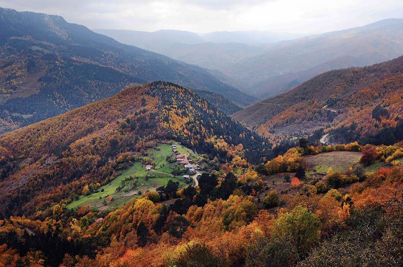 Kastamonu ormanlarında ölümcül tehlike!